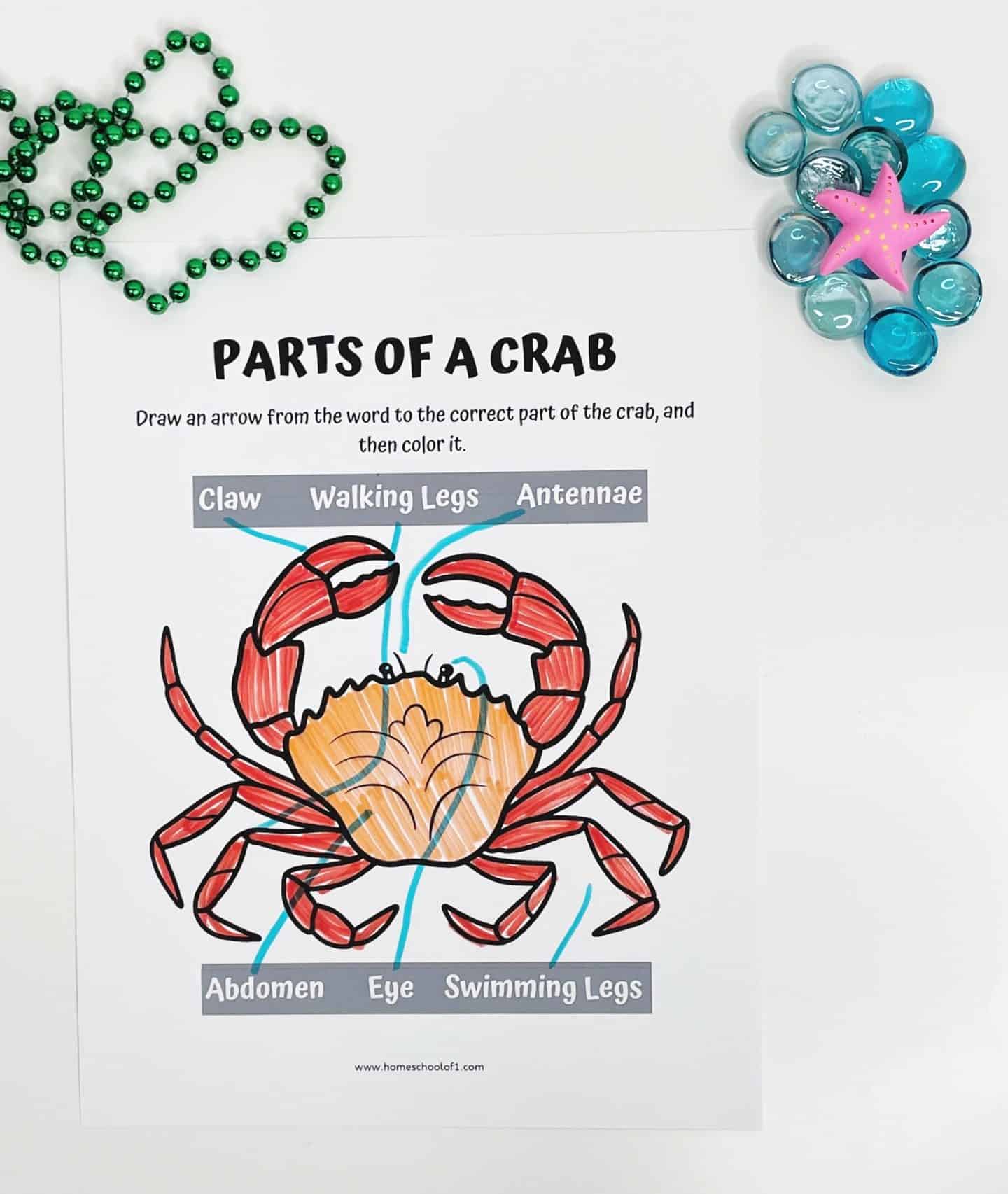 Parts of a crab labeling worksheet for kids, showing a large colored crab with labeled arrows pointing to body parts like claw, walking legs, antennae, abdomen, eye, and swimming legs, surrounded by beads and sea-themed decorations.