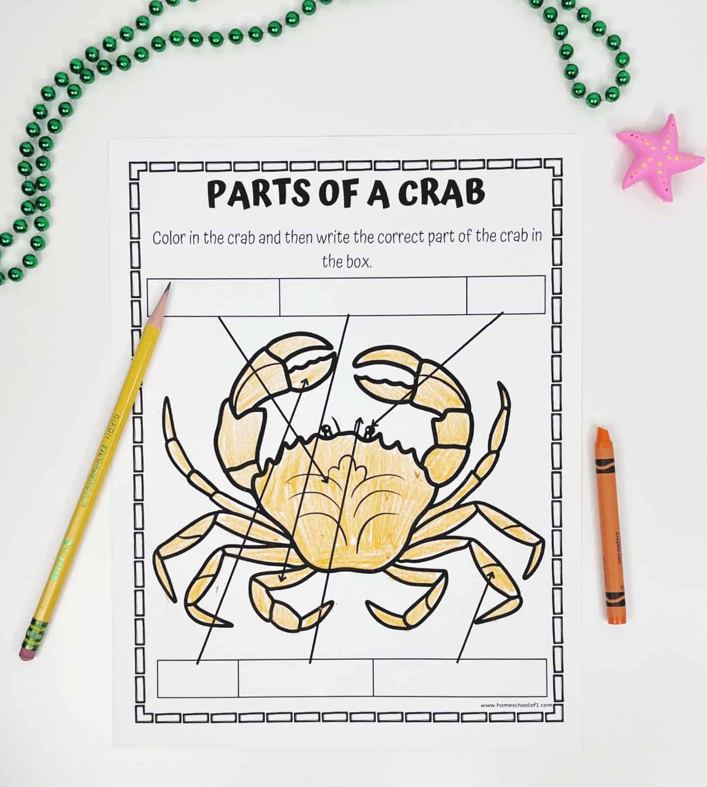 parts of a crab worksheets free