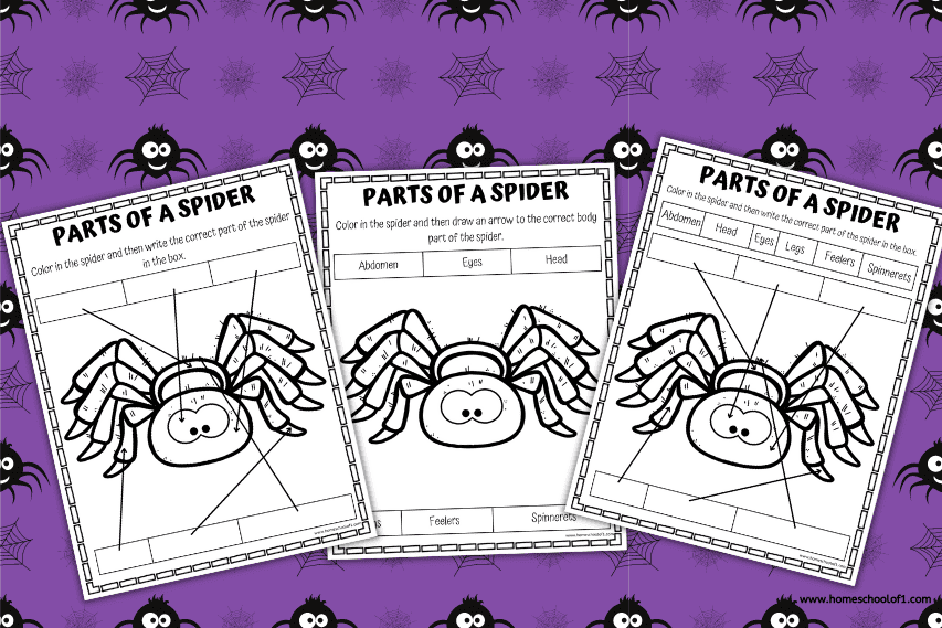 Three black-and-white “Parts of a Spider” worksheets are displayed against a purple background with cartoon spiders and spider webs. Each worksheet features a cartoon spider with blank labels and arrows pointing to parts like abdomen, legs, eyes, and spinnerets for kids to identify.