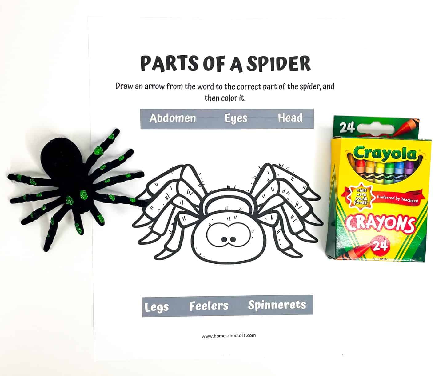 Spider life cycle worksheet focused on spider anatomy, asking students to label and color body parts such as abdomen, eyes, legs, head, feelers, and spinnerets, with a cartoon spider illustration, crayons, and a toy spider included for hands-on learning.