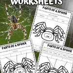 parts of a spider worksheet