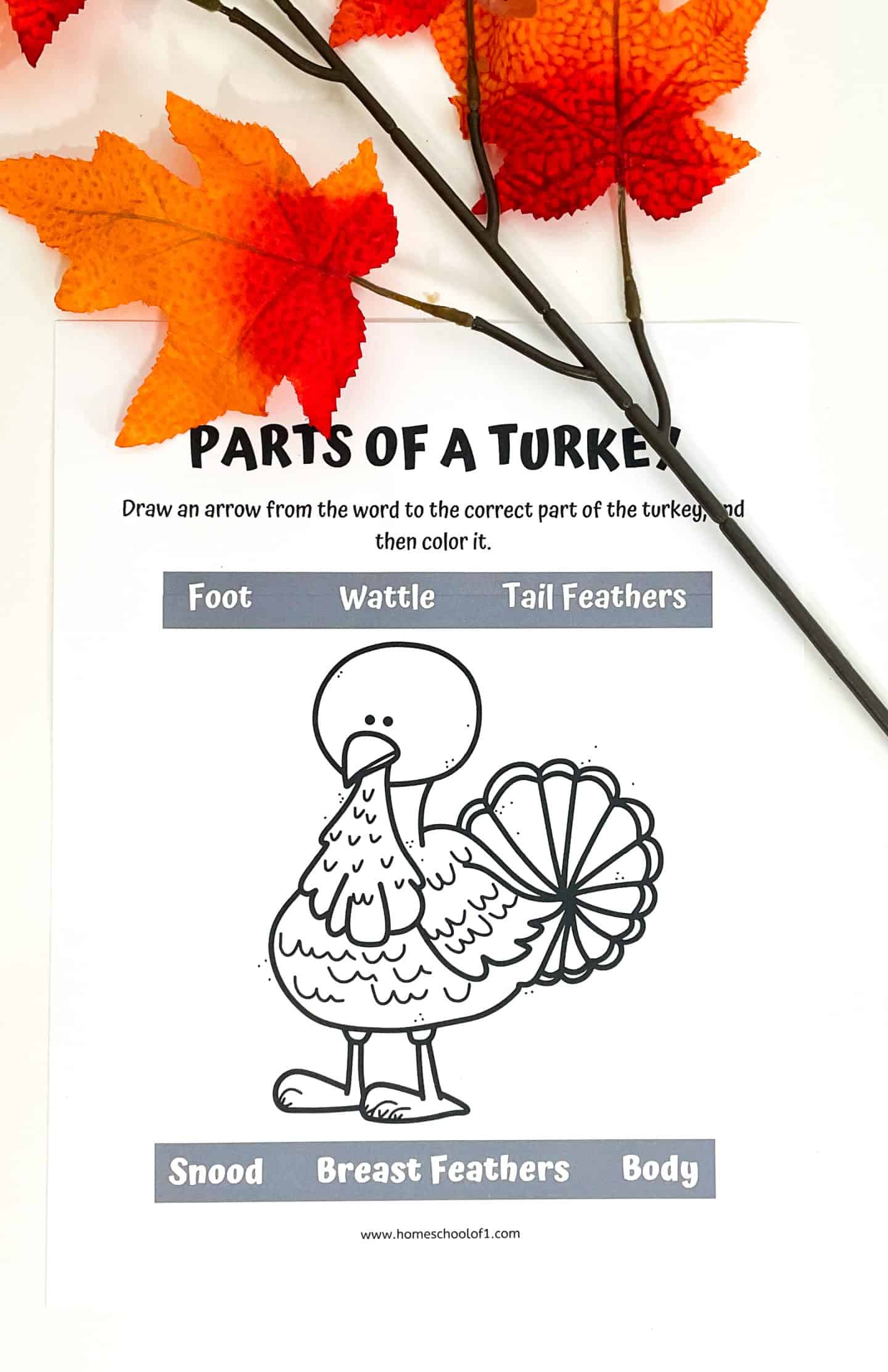 parts of a turkey life cycle worksheet