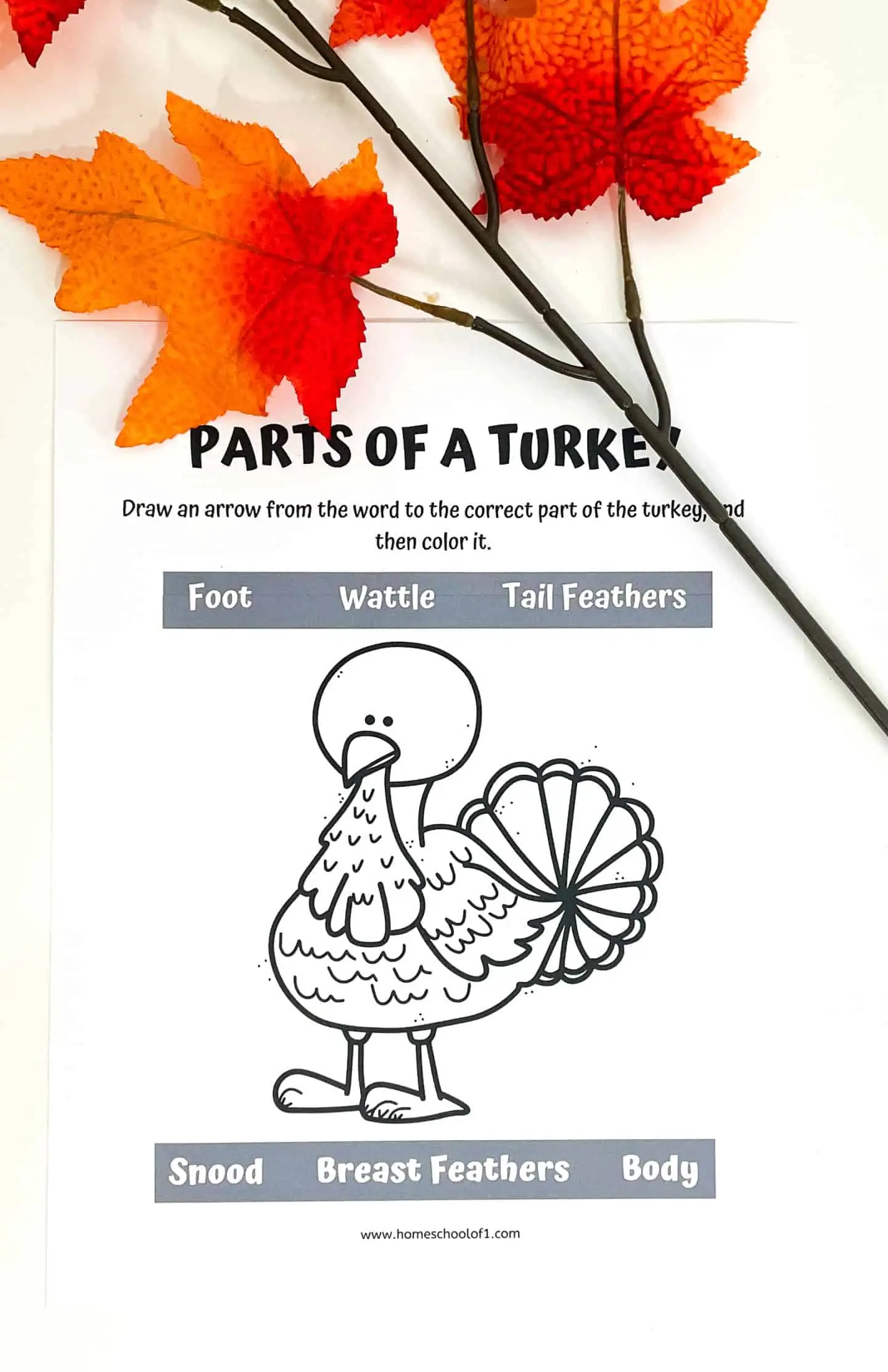 parts of a turkey life cycle worksheet