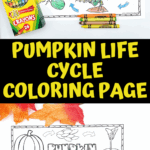 Pumpkin life cycle coloring worksheet with labeled stages and Crayola crayons, perfect fall activity for kids.