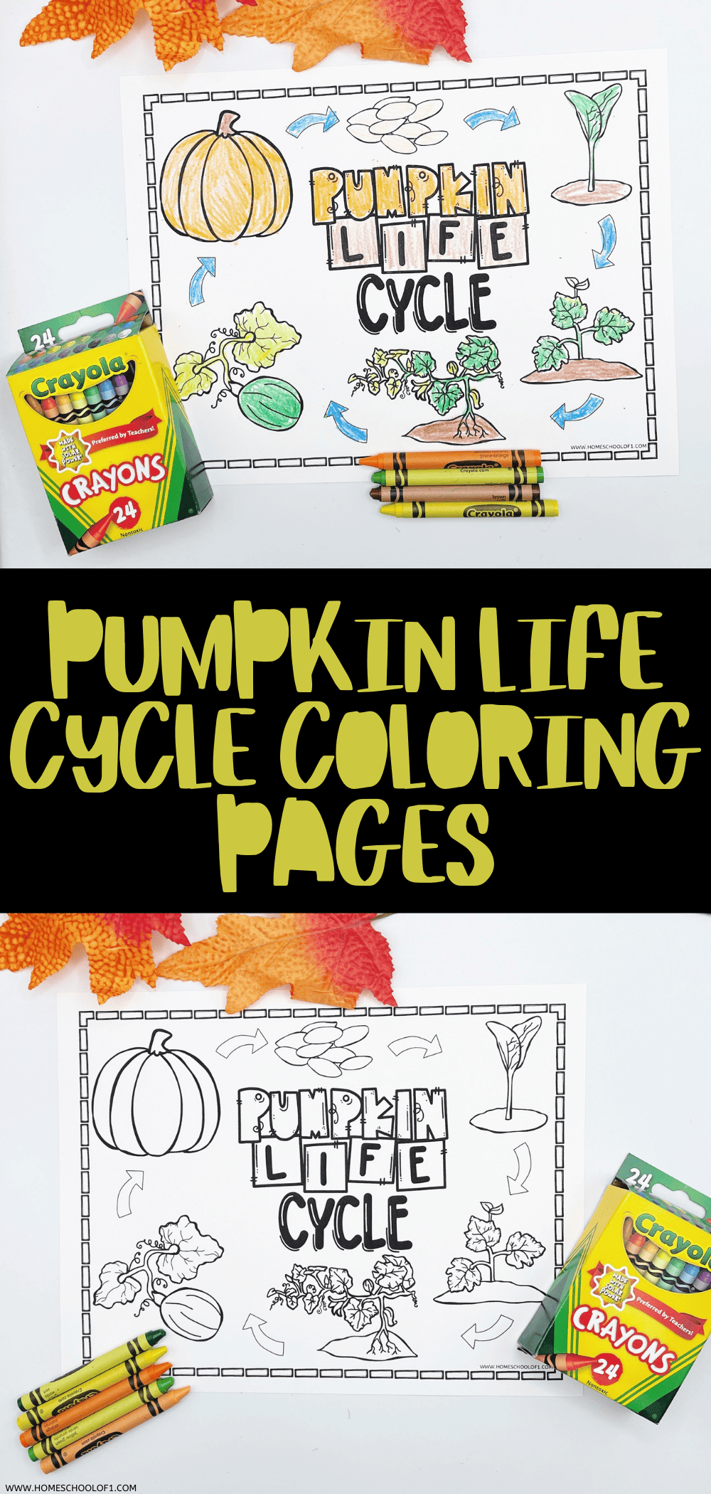 Free Pumpkin Life Cycle Coloring Page