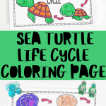 sea turtle coloring page