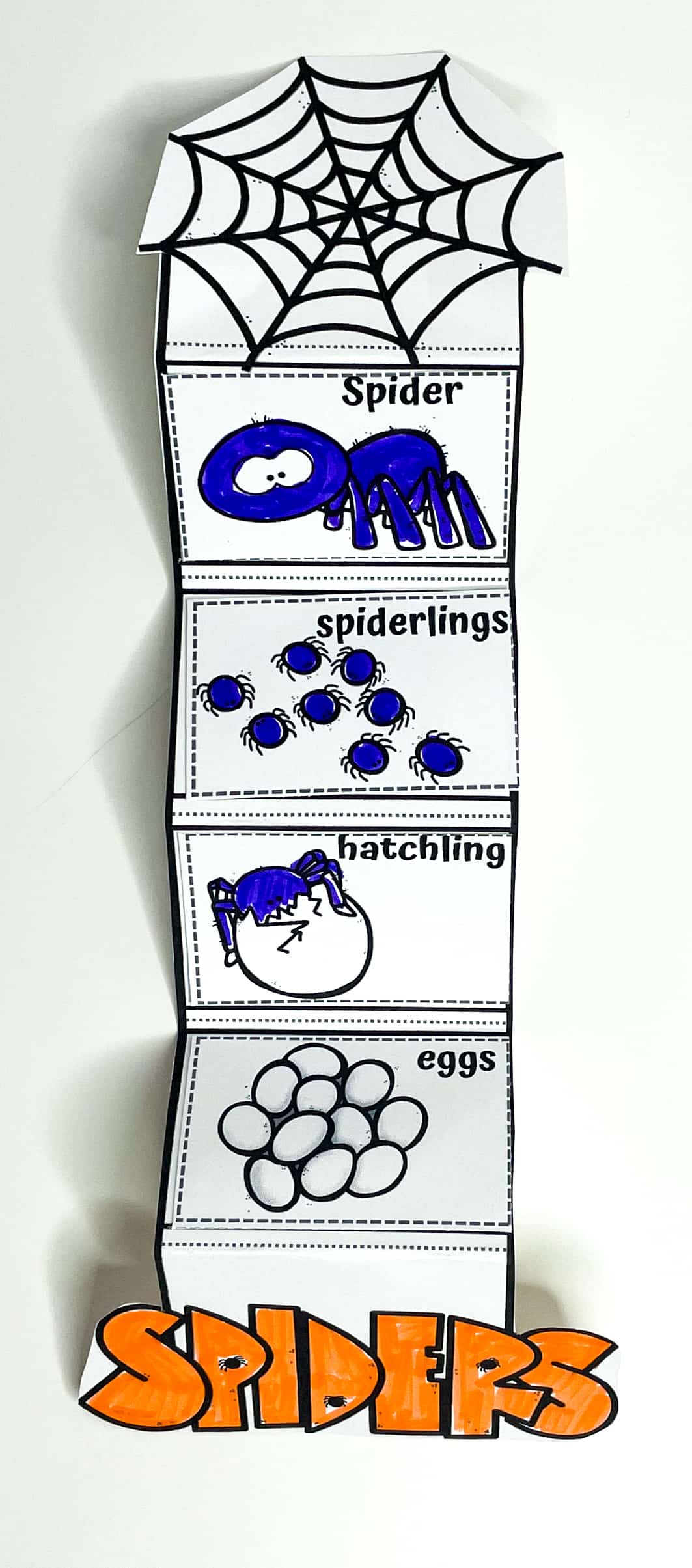 Foldable spider life cycle worksheet with four labeled, hand-colored stages—eggs, hatchling, spiderlings, and adult spider—stacked vertically beneath a spider web graphic, making a fun, interactive tool for learning the spider life cycle.