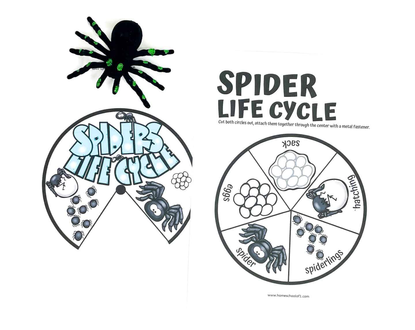 Spider life cycle worksheet featuring a cut-and-assemble spinning wheel showing labeled stages—eggs, sack, hatchling, spiderlings, and adult spider—with cartoon illustrations and a toy spider prop, perfect for interactive science activities.
