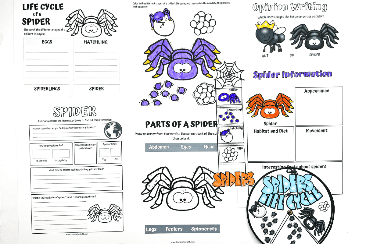 Collage of spider-themed worksheets for kids featuring life cycle stages, parts of a spider, opinion writing, and research prompts.