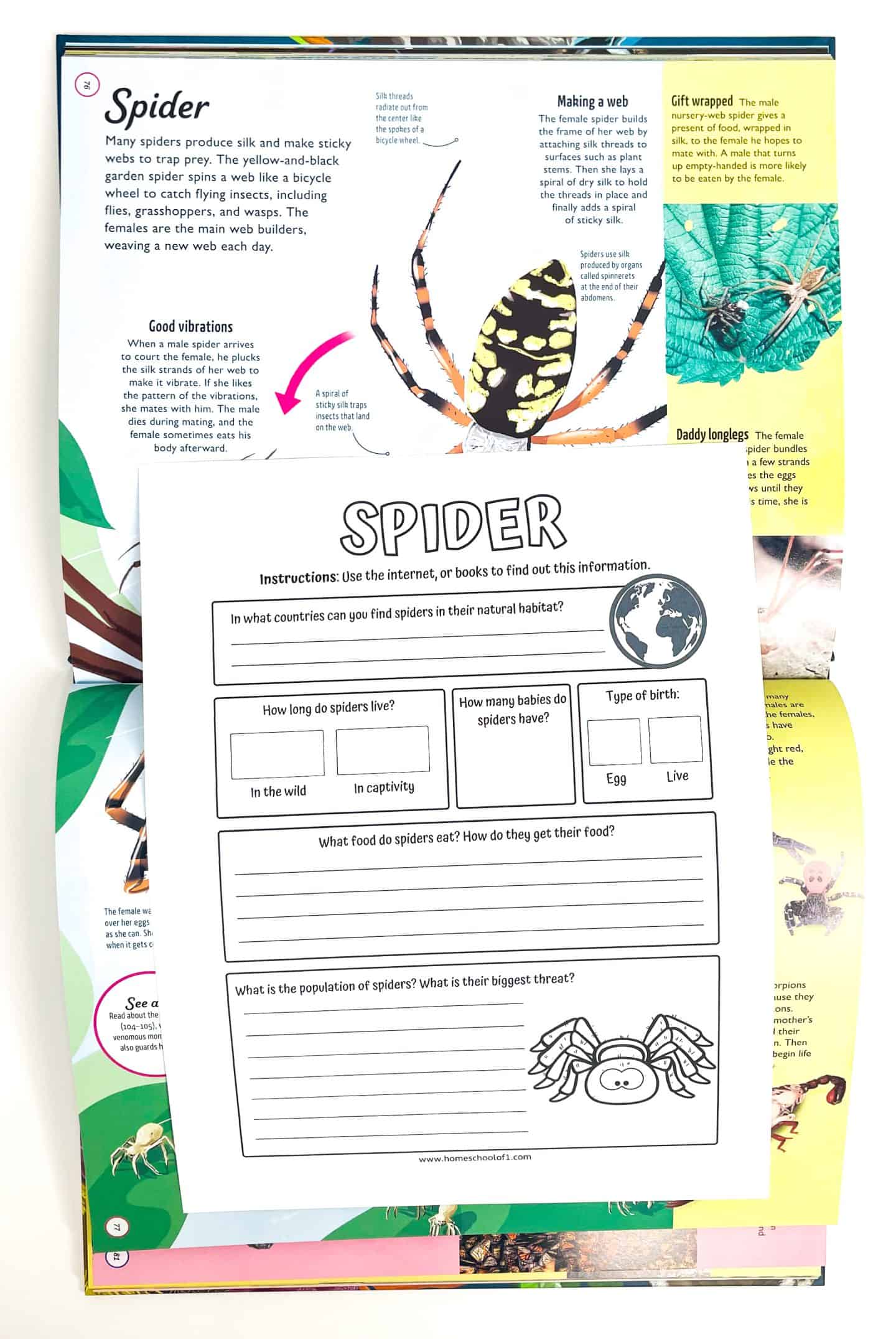 Spider life cycle worksheet focused on spider research, prompting kids to answer questions about spider habitats, diet, lifespan, reproduction, population, and threats, shown placed on an open spider information book with realistic spider illustrations.