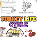 Printable turkey life cycle worksheets for kids including spinner wheel, labeling activity, and parts of a turkey diagram.