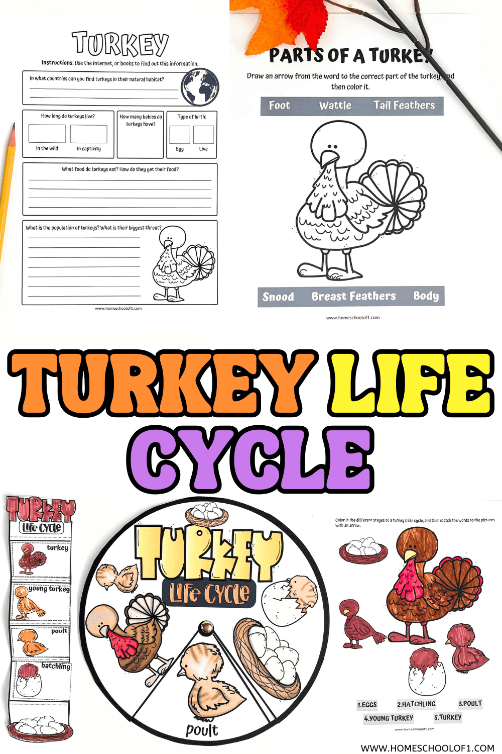 Printable turkey life cycle worksheets for kids including spinner wheel, labeling activity, and parts of a turkey diagram.