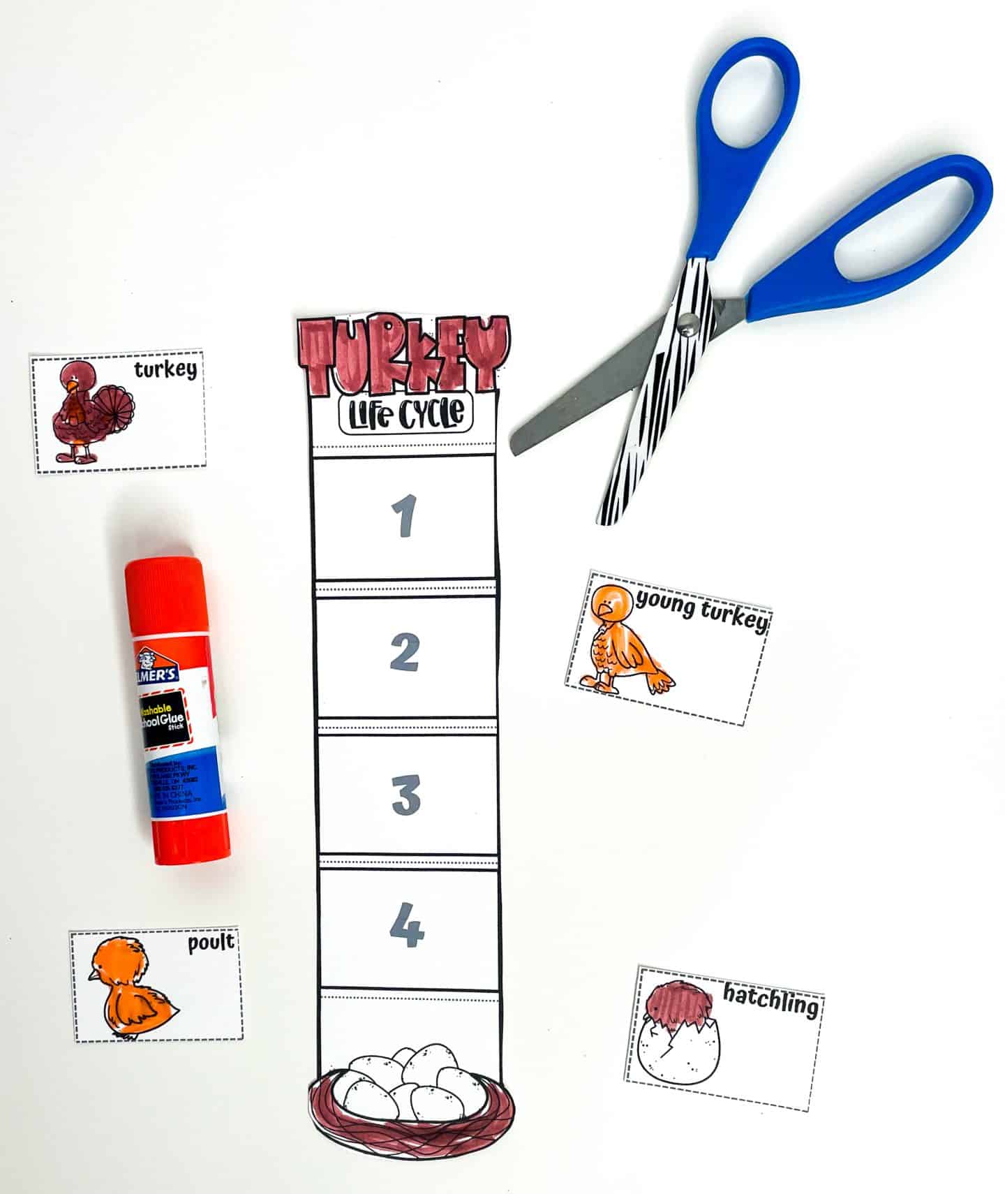 A cut and paste turkey life cycle worksheet featuring a vertical sequencing chart labeled 1 to 4 with a nest of eggs at the bottom. Four illustrated cards—turkey, young turkey, poult, and hatchling—are ready to be glued in the correct order. A glue stick and pair of kid-safe scissors are placed nearby, making this a fun, interactive life cycle worksheet ideal for preschool and elementary homeschool science lessons.

