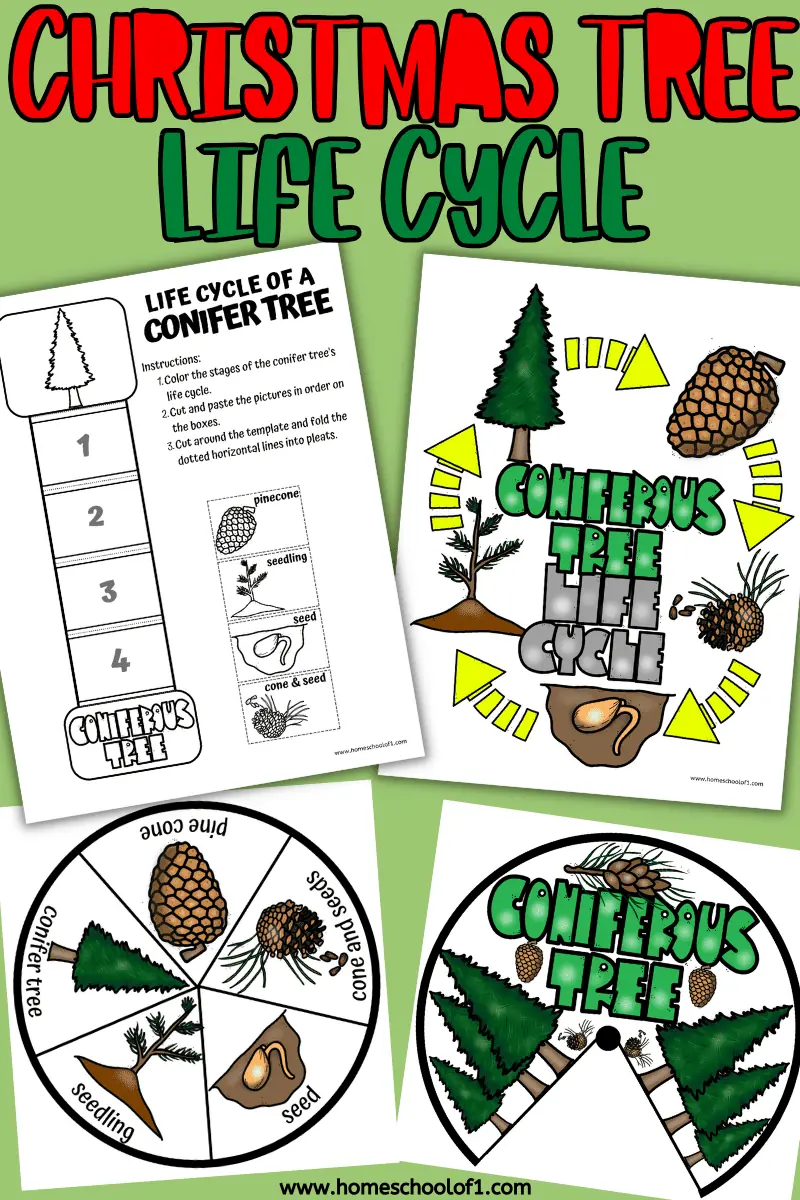 CHRISTMAS TREE LIFE CYCLE WORKSHEETS