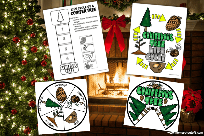 CONIFER TREE LIFE CYCLE WORKSHEETS