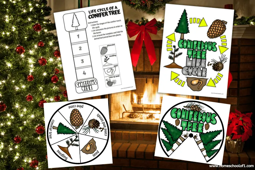 Free Christmas Tree Life Cycle Worksheets