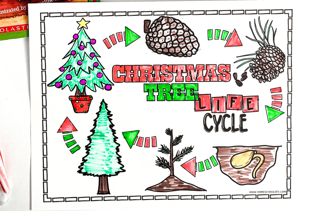 Finished Christmas tree life cycle coloring page showing each stage from seed to decorated tree.
