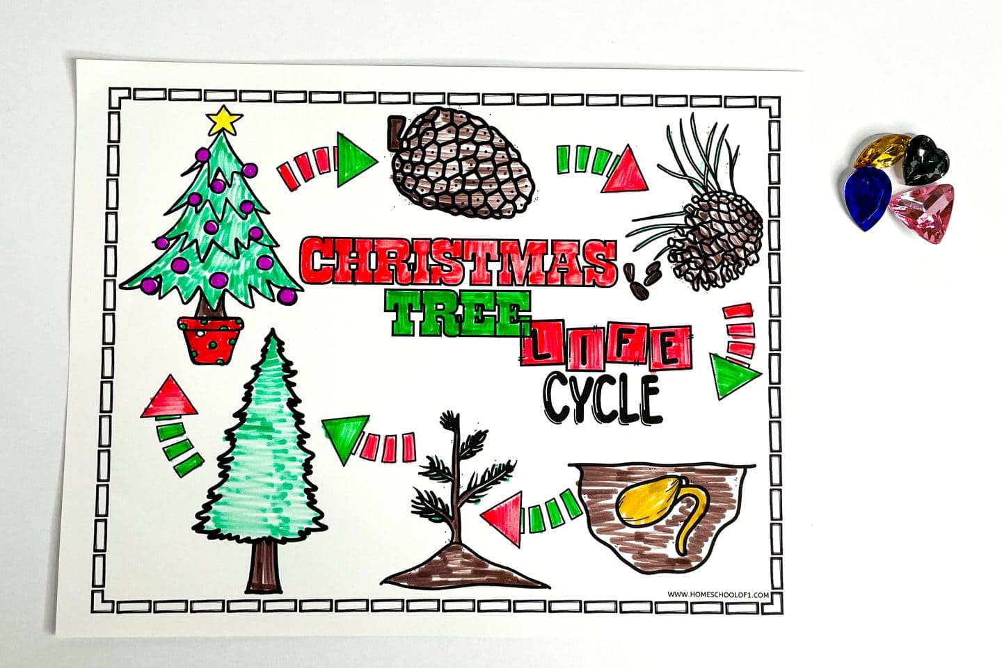christmas tree life cycle coloring sheet