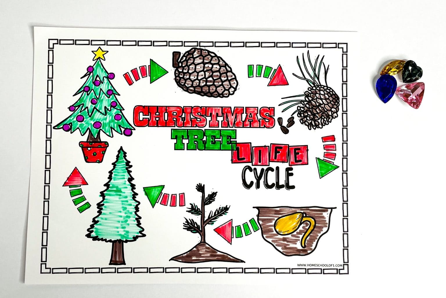 Free Christmas Tree Life Cycle Coloring Page
