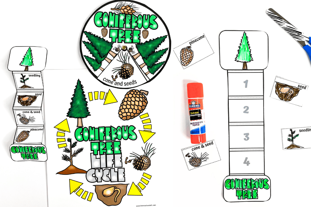 Completed Christmas tree life cycle activities for kids, including a spinner, sequencing craft, and full-color poster showing four growth stages.