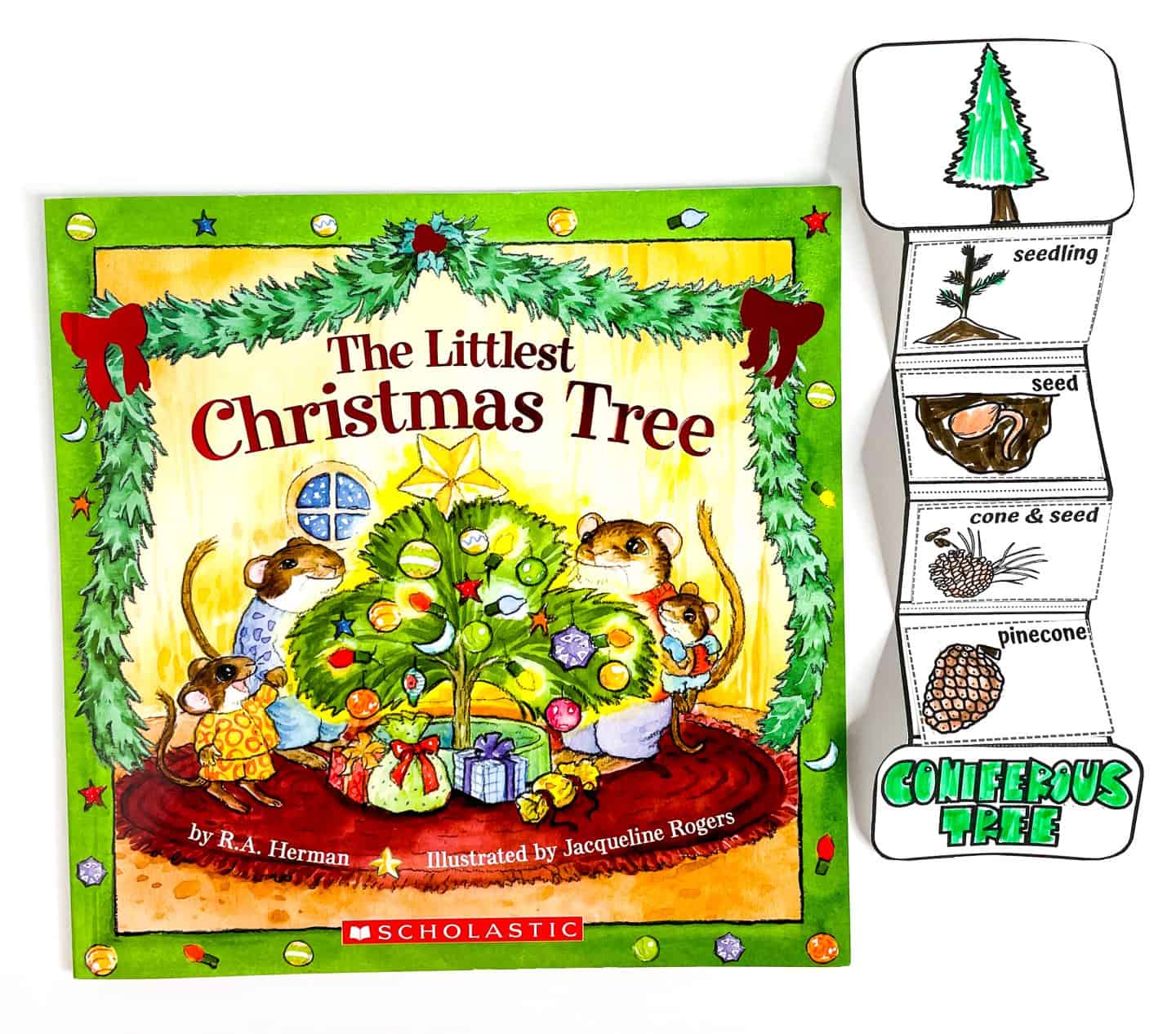 conifer tree life cycle craft