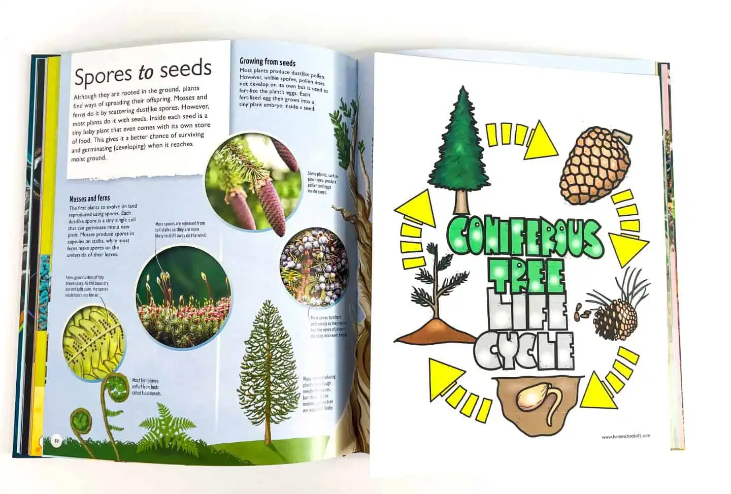 coniferous tree life cycle