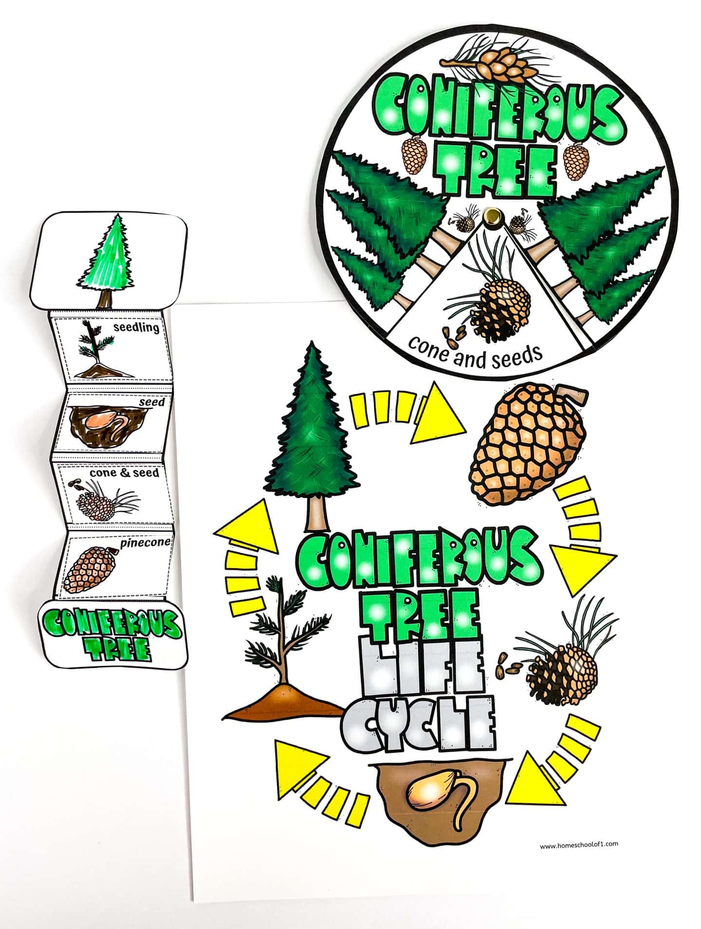 coniferous tree life cycle worksheets