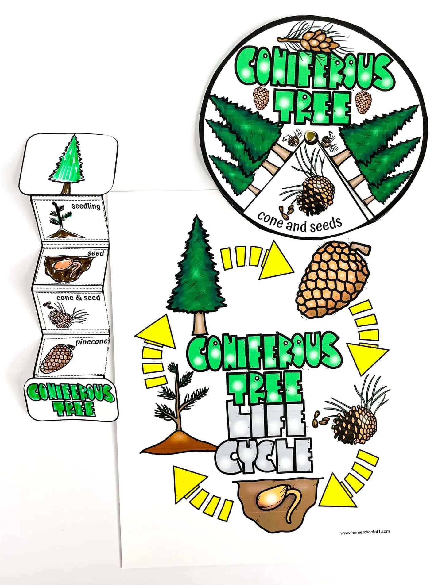 coniferous tree life cycle worksheets