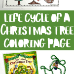 life cycle of a christmas tree coloring sheet