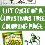 life cycle of a christmas tree coloring sheet