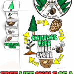 Colorful printable showing the life cycle of a Christmas tree, with spinner wheel and cut-and-paste craft for kids.