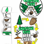 Interactive conifer tree life cycle spinner and sequencing worksheet for kids featuring pinecones, seeds, and seedlings.