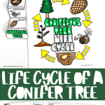 life cycle of a conifer tree worksheets