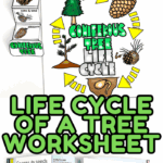 Conifer tree life cycle worksheet alongside an educational book showing spores and seeds, perfect for science units.