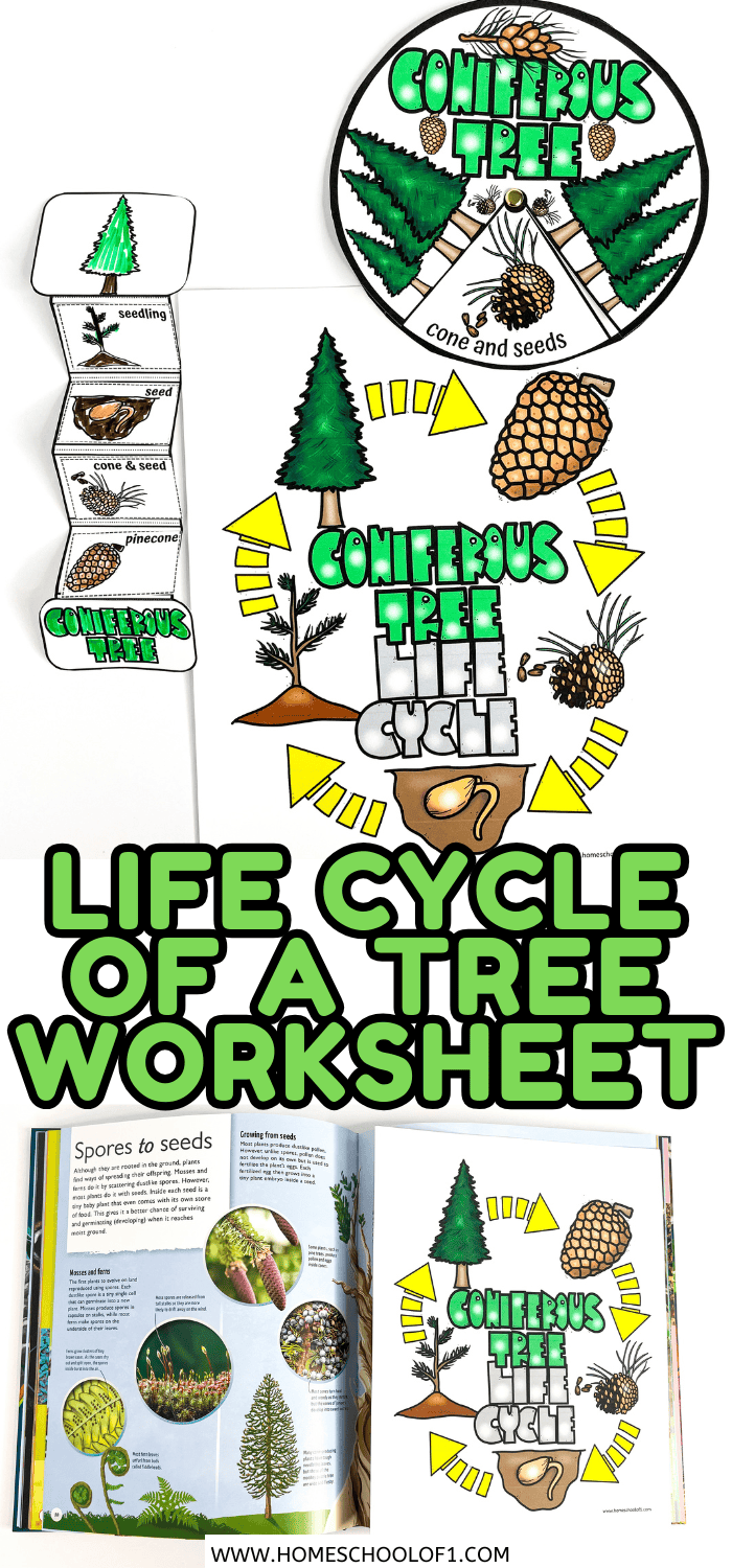 Free Life Cycle of a Christmas Tree Worksheet