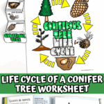 Printable conifer tree life cycle worksheet displayed next to an open science book on seeds and tree growth.