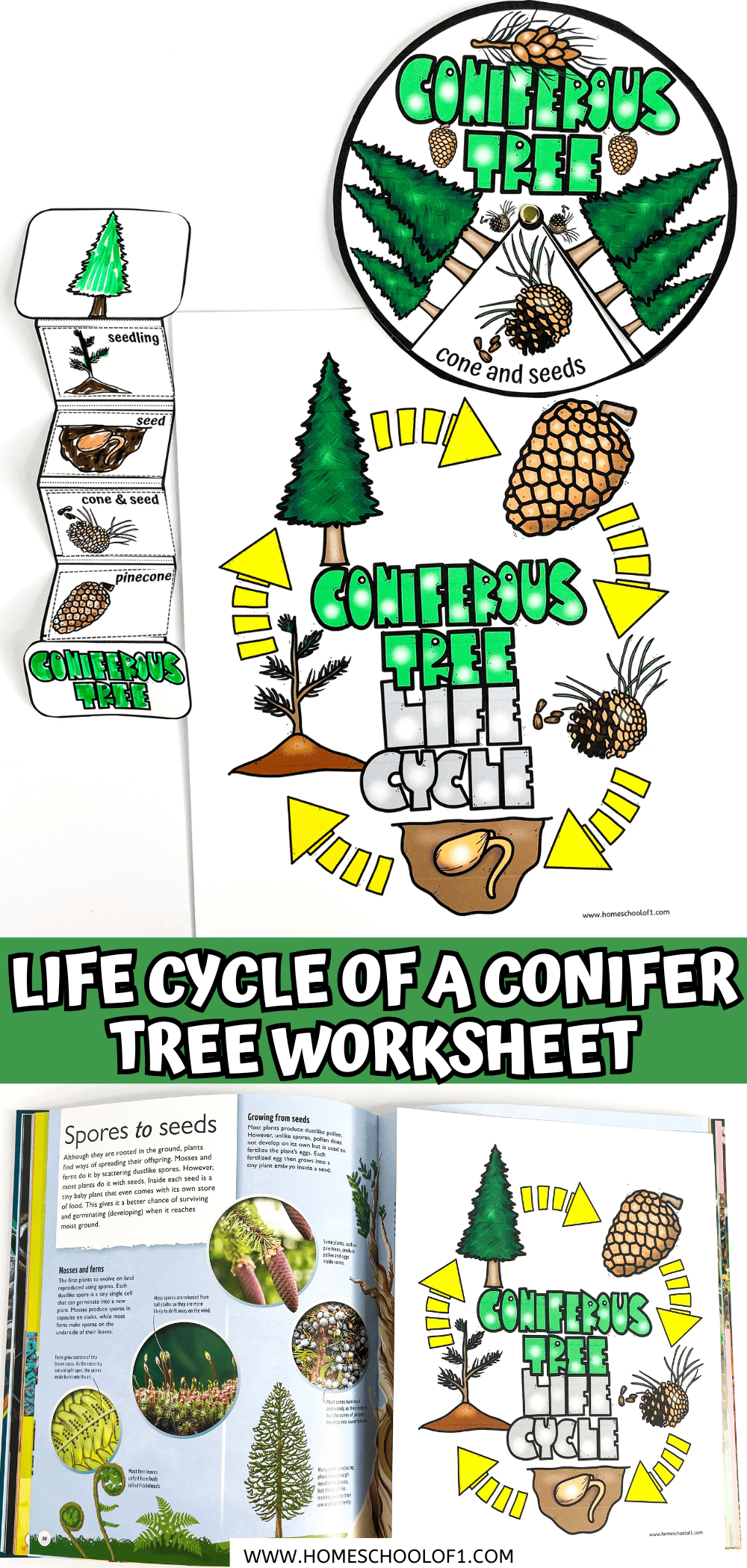 Free Life Cycle of a Christmas Tree Worksheet