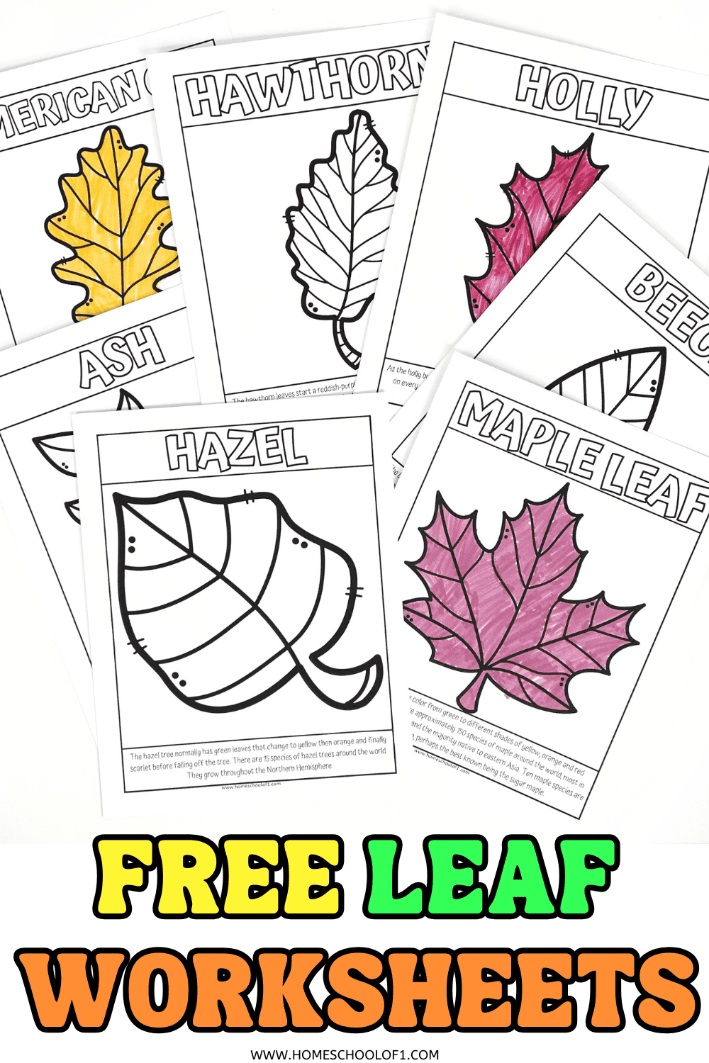 Printable leaf coloring pages for kids featuring ash, holly, maple, hazel, beech, and oak leaves with tree facts.