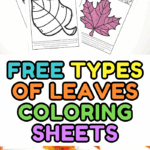 Free types of leaves coloring sheets showing different tree leaves like maple, hazel, hawthorn, and beech for kids to color.