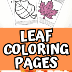 Leaf coloring pages with crayons and fall decor, including free worksheets for maple, hawthorn, and beech leaves.
