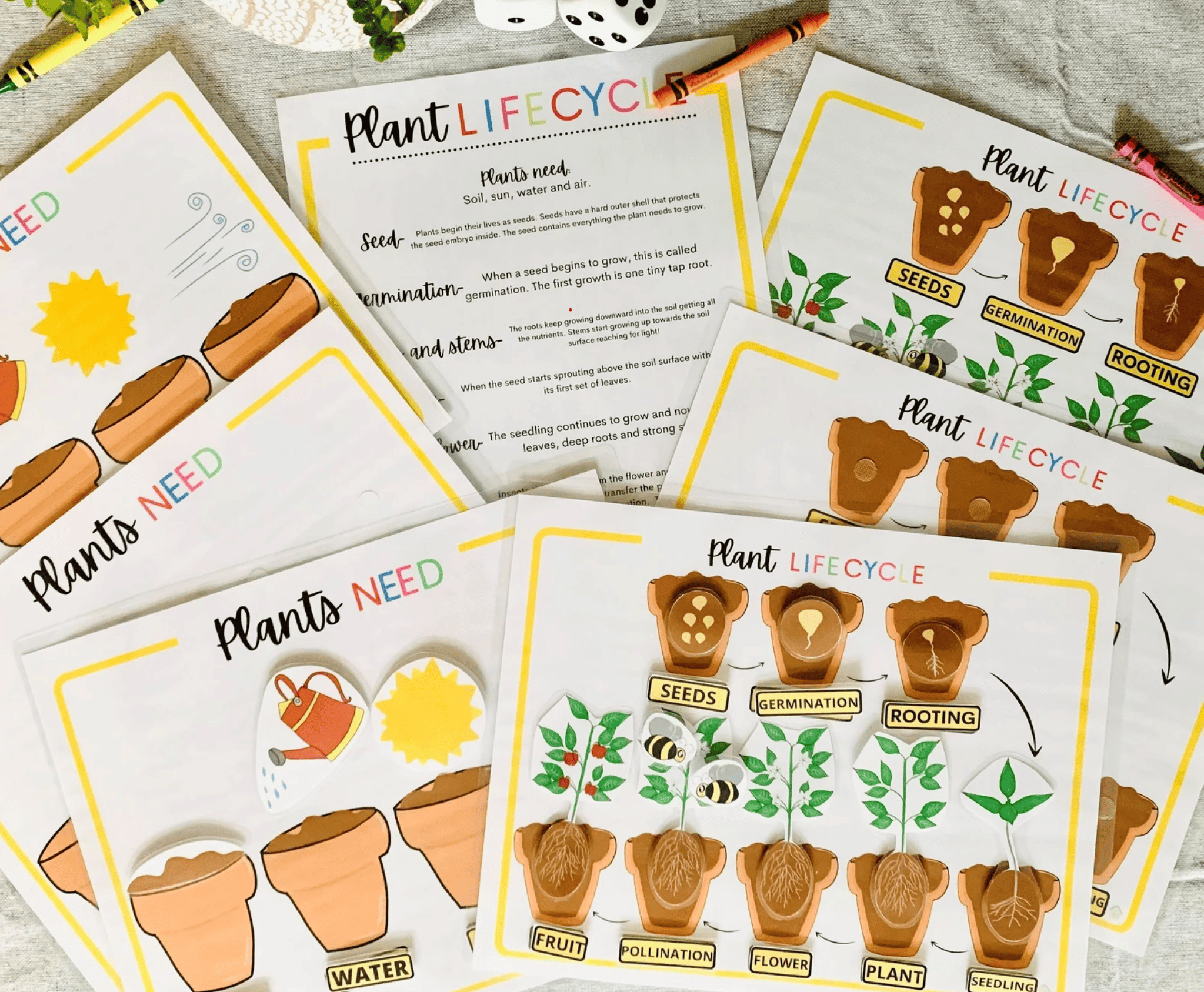 PLANT LIFE CYCLE CRAFT
