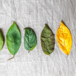 best plant life cycle activities for kids