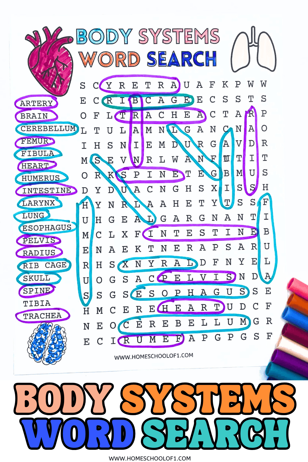 A colorful body systems word search puzzle for kids, featuring anatomy-related terms like "heart," "brain," "femur," and "trachea." Words are listed on the left and highlighted in the grid with blue and purple markers. The title “Body Systems Word Search” appears in multicolored text at the top, alongside cartoon images of a heart and lungs.