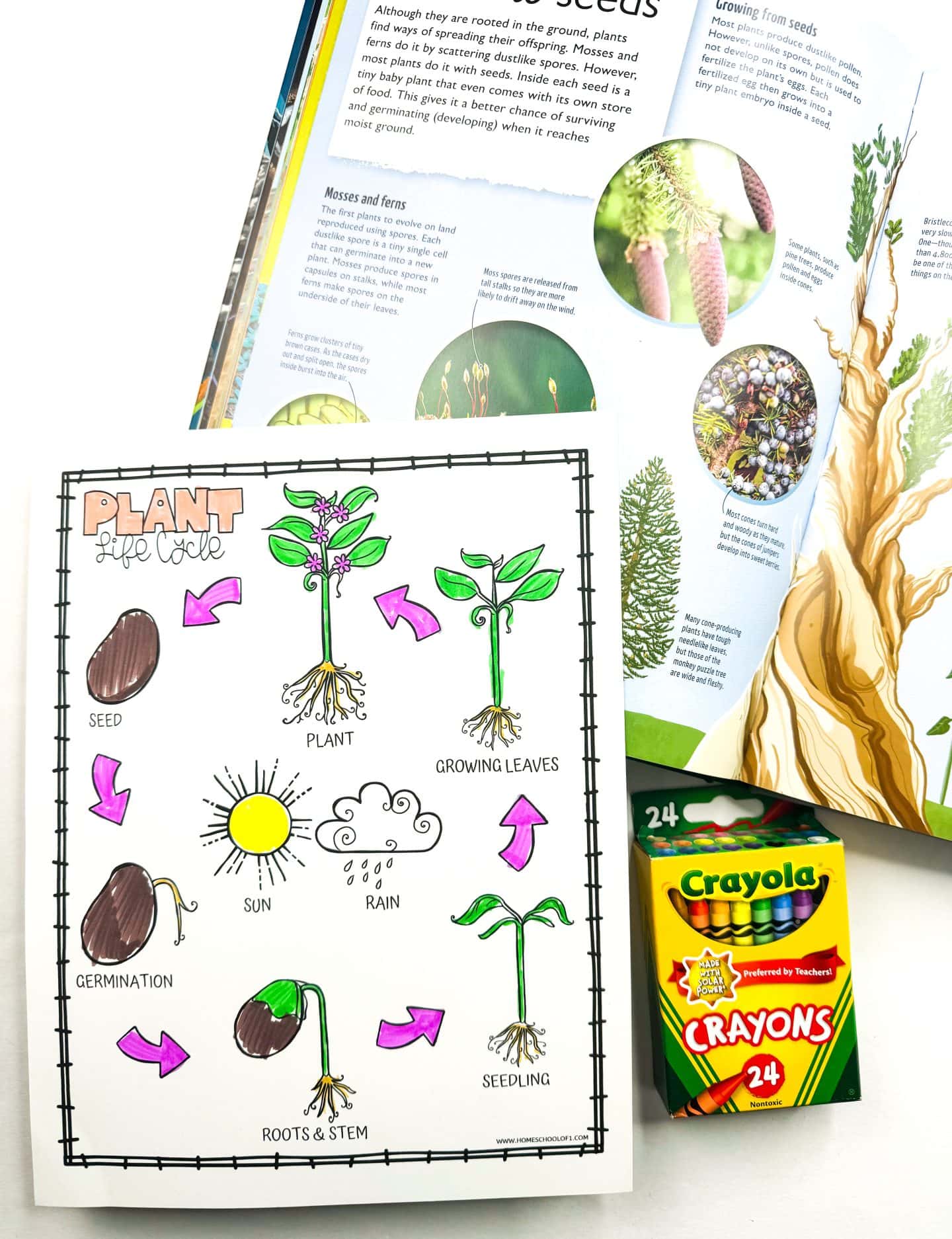 A plant life cycle coloring worksheet is shown partially colored, illustrating the stages from seed to mature plant with labels like germination, roots & stem, seedling, growing leaves, and plant. Arrows guide the sequence, and sun and rain are included as key environmental factors. A Crayola 24-pack crayon box and an open educational book about seeds are placed beside the worksheet, creating a bright, engaging learning scene.
