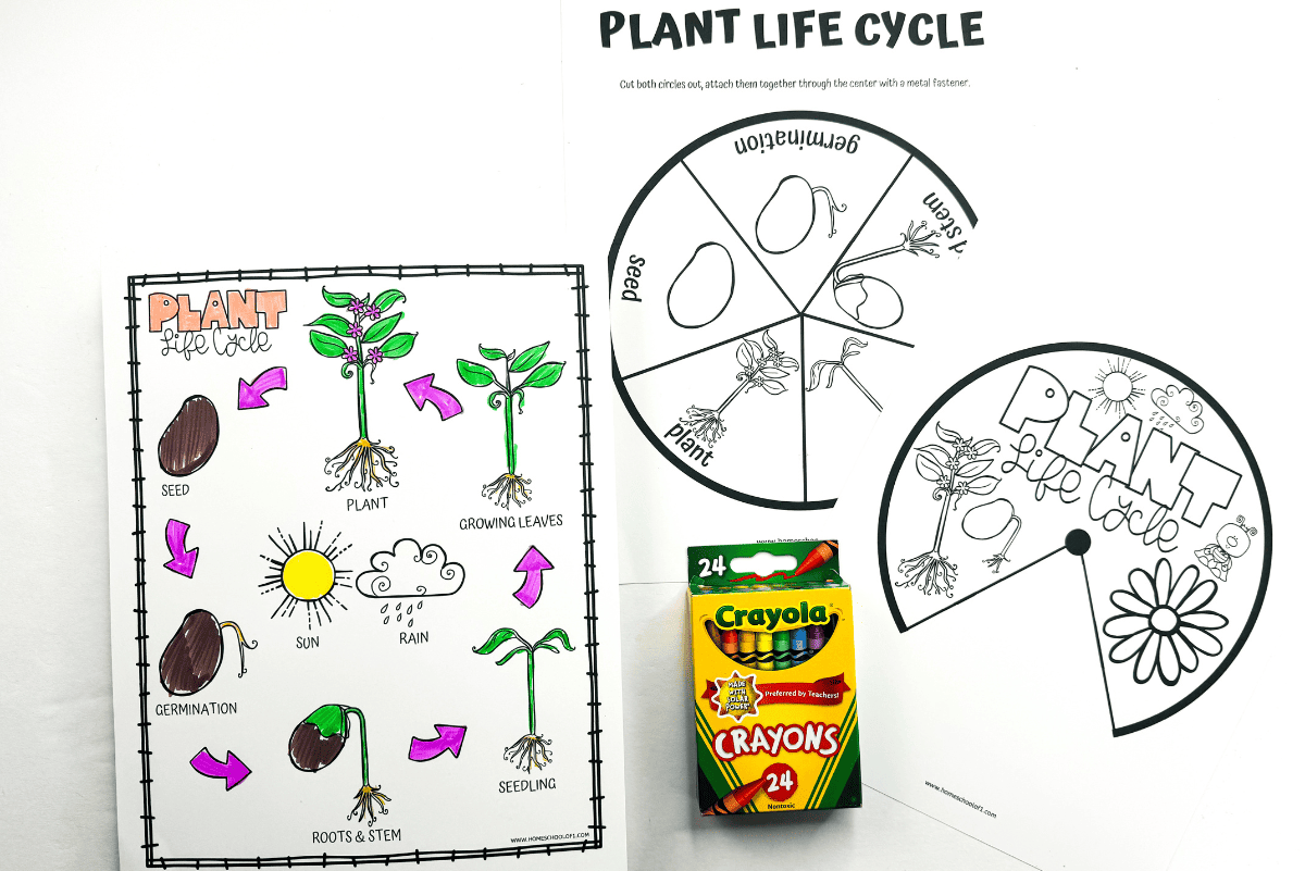 plant life cycle spinner wheel
