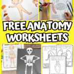 free anatomy worksheets
