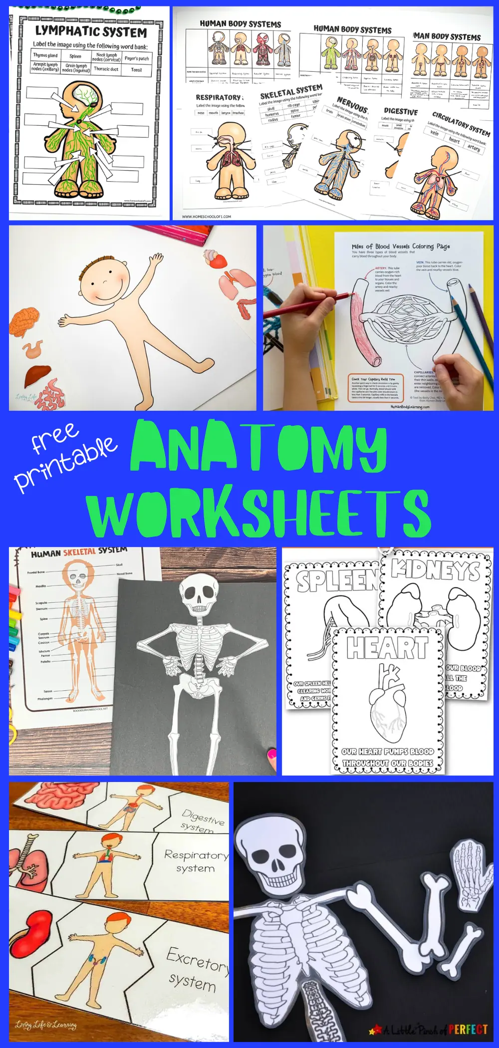 Anatomy Printable Worksheets Anatomy Printable Worksheets