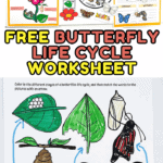 free butterfly life cycle worksheet