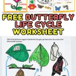 free butterfly life cycle worksheet