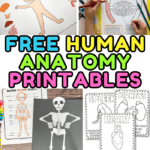 free human anatomy printables